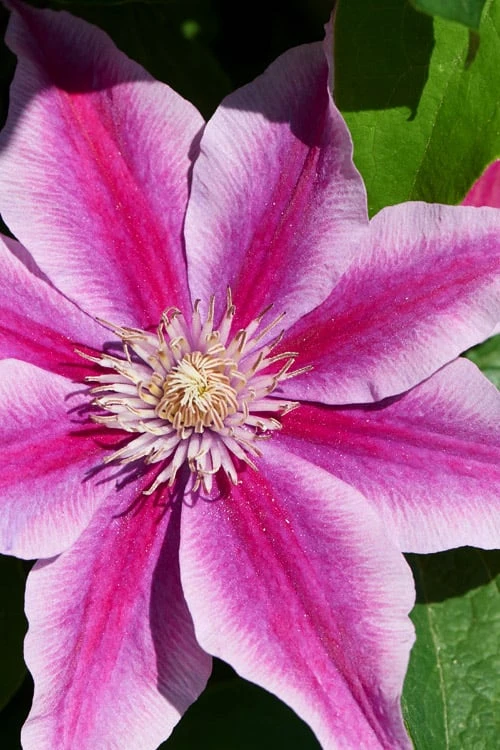 Poseidon Clematis - 1 Gallon Pot 3 Poseidon Clematis - 1 Gallon Pot