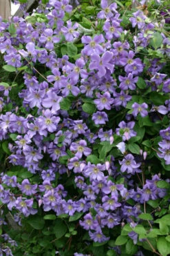 Prince Charles Clematis - 1 Gallon Pot -Wilson Bros Garden clematis prince charles 1