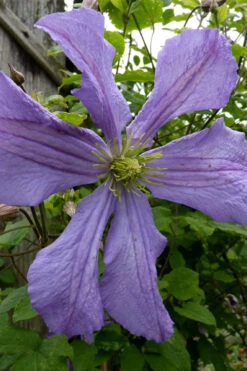 Prince Charles Clematis - 1 Gallon Pot -Wilson Bros Garden clematis prince charles 4