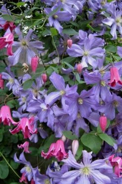Prince Charles Clematis - 1 Gallon Pot -Wilson Bros Garden clematis prince charles 6 1