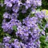 Prince Charles Clematis - 1 Gallon Pot -Wilson Bros Garden clematis prince charles 7 1