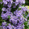 Prince Charles Clematis - 1 Gallon Pot -Wilson Bros Garden clematis prince charles 7