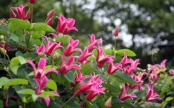 Princess Diana Clematis - 1 Gallon Pot -Wilson Bros Garden clematis princess diana 1 1