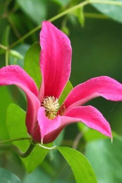Princess Diana Clematis - 1 Gallon Pot -Wilson Bros Garden clematis princess diana 3