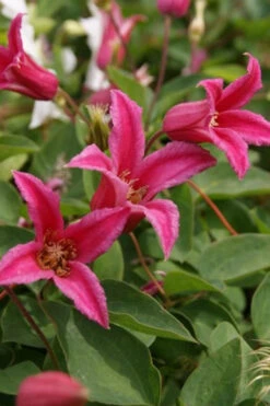 Princess Diana Clematis - 1 Gallon Pot -Wilson Bros Garden clematis princess diana 4 1