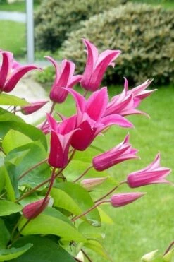 Princess Diana Clematis - 1 Gallon Pot -Wilson Bros Garden clematis princess diana 5