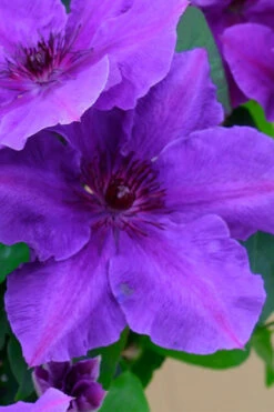 Ravel Clematis - 1 Gallon Pot -Wilson Bros Garden clematis ravel 1