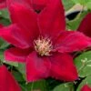 Rebecca Clematis - 1 Gallon Pot -Wilson Bros Garden clematis rebecca 11