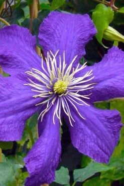 Rhapsody Clematis - 1 Gallon Pot -Wilson Bros Garden clematis rhapsody 3 1