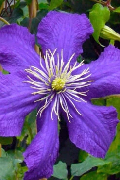 Rhapsody Clematis - 1 Gallon Pot -Wilson Bros Garden clematis rhapsody 3
