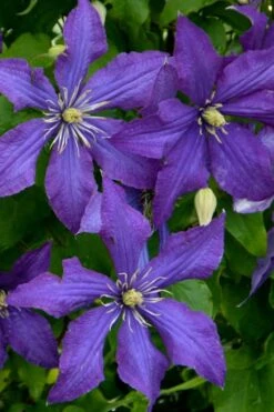 Rhapsody Clematis - 1 Gallon Pot -Wilson Bros Garden clematis rhapsody 4 1