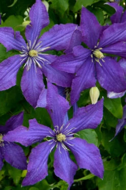 Rhapsody Clematis - 1 Gallon Pot -Wilson Bros Garden clematis rhapsody 4