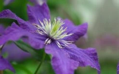 Rhapsody Clematis - 1 Gallon Pot -Wilson Bros Garden clematis rhapsody 5 1