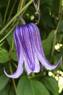 Roguchi Clematis - 1 Gallon Pot -Wilson Bros Garden clematis roguchi 10