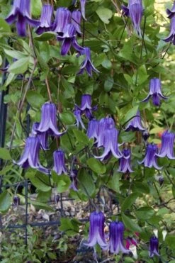 Roguchi Clematis - 1 Gallon Pot -Wilson Bros Garden clematis roguchi 11