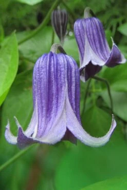 Roguchi Clematis - 1 Gallon Pot -Wilson Bros Garden clematis roguchi 6