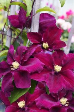 Rosemoor Clematis - 1 Gallon Pot -Wilson Bros Garden clematis rosemoor 6