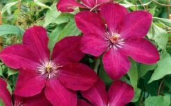 Rouge Cardinal Clematis - 1 Gallon Pot -Wilson Bros Garden clematis rouge cardinal 2 1