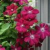 Rouge Cardinal Clematis - 1 Gallon Pot 1 Rouge Cardinal Clematis - 1 Gallon Pot -Wilson Bros Garden clematis rouge cardinal 7 1