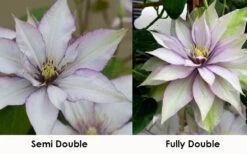 Samaritan Jo Clematis - 1 Gallon Pot -Wilson Bros Garden clematis samaritan jo 8