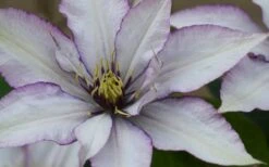 Samaritan Jo Clematis - 1 Gallon Pot -Wilson Bros Garden clematis samaritan joe 1