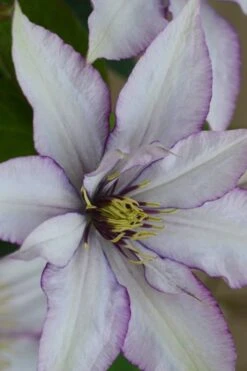 Samaritan Jo Clematis - 1 Gallon Pot -Wilson Bros Garden clematis samaritan joe 2