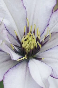 Samaritan Jo Clematis - 1 Gallon Pot -Wilson Bros Garden clematis samaritan joe 4