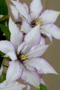 Samaritan Jo Clematis - 1 Gallon Pot -Wilson Bros Garden clematis samaritan joe 5