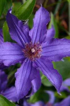 Sapphire Indigo Clematis - 3 Gallon Pot 15 Sapphire Indigo Clematis - 3 Gallon Pot -Wilson Bros Garden clematis sapphire indigo 1