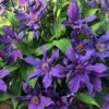 Sapphire Indigo Clematis - 3 Gallon Pot 1 Sapphire Indigo Clematis - 3 Gallon Pot -Wilson Bros Garden clematis sapphire indigo 4
