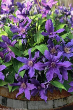 Sapphire Indigo Clematis - 1 Gallon Pot -Wilson Bros Garden clematis sapphire indigo 4 3