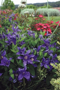 Sapphire Indigo Clematis - 1 Gallon Pot -Wilson Bros Garden clematis sapphire indigo 6 3