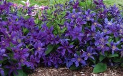 Sapphire Indigo Clematis - 3 Gallon Pot 12 Sapphire Indigo Clematis - 3 Gallon Pot -Wilson Bros Garden clematis sapphire indigo 7