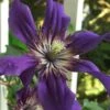 Sapphire Indigo Clematis - 1 Gallon Pot -Wilson Bros Garden clematis sapphire indigo 9 1