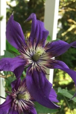 Sapphire Indigo Clematis - 3 Gallon Pot 13 Sapphire Indigo Clematis - 3 Gallon Pot -Wilson Bros Garden clematis sapphire indigo 9
