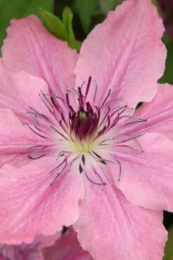 Sarah Elizabeth Clematis - 1 Gallon Pot -Wilson Bros Garden clematis sarah elizabeth 3