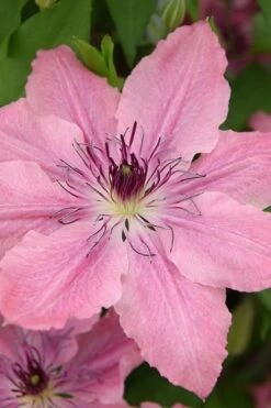 Sarah Elizabeth Clematis - 1 Gallon Pot -Wilson Bros Garden clematis sarah elizabeth 4