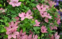 Sarah Elizabeth Clematis - 1 Gallon Pot -Wilson Bros Garden clematis sarah elizabeth 5