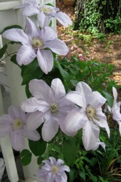 Silver Moon Clematis - 1 Gallon Pot 10 Silver Moon Clematis - 1 Gallon Pot -Wilson Bros Garden clematis silver moon 3