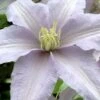 Silver Moon Clematis - 1 Gallon Pot 2 Silver Moon Clematis - 1 Gallon Pot -Wilson Bros Garden clematis silver moon 6