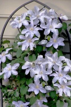 Silver Moon Clematis - 1 Gallon Pot 11 Silver Moon Clematis - 1 Gallon Pot -Wilson Bros Garden clematis silver moon 7