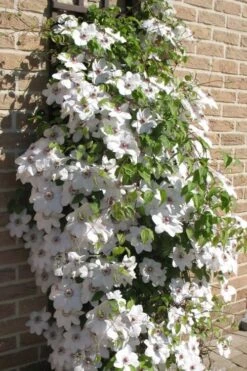 Snow Queen Clematis - 1 Gallon Pot 12 Snow Queen Clematis - 1 Gallon Pot -Wilson Bros Garden clematis snow queen 4