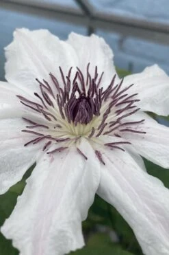 Snow Queen Clematis - 1 Gallon Pot 15 Snow Queen Clematis - 1 Gallon Pot -Wilson Bros Garden clematis snow queen 5