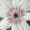 Snow Queen Clematis - 1 Gallon Pot -Wilson Bros Garden clematis snow queen 6