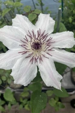 Snow Queen Clematis - 1 Gallon Pot 14 Snow Queen Clematis - 1 Gallon Pot -Wilson Bros Garden clematis snow queen 7