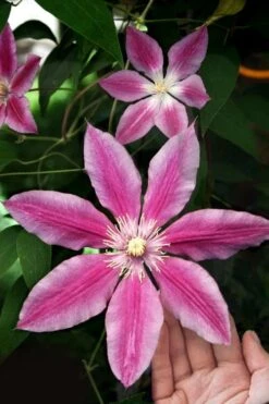 Sugar Candy Clematis - 1 Gallon Pot -Wilson Bros Garden clematis sugar candy 3
