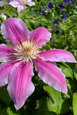 Sugar Candy Clematis - 1 Gallon Pot -Wilson Bros Garden clematis sugar candy 4 1