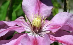 Sugar Candy Clematis - 1 Gallon Pot -Wilson Bros Garden clematis sugar candy 5 1