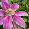 Sugar Candy Clematis - 1 Gallon Pot -Wilson Bros Garden clematis sugar candy 6 1