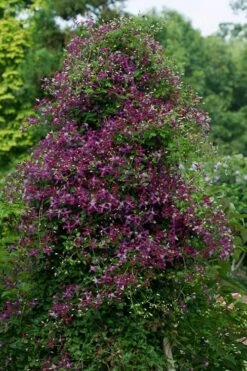 Sweet Summer Love Clematis - 1 Gallon Pot -Wilson Bros Garden clematis sweet summer love 4